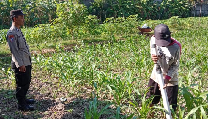 Unit Binmas Polsek Tulungagung Kota Aiptu Agus H. ( Panit 1) Dampingi Warga Laksanakan Pemeliharaan tanaman Jagung