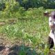 Unit Binmas Polsek Tulungagung Kota Aiptu Agus H. ( Panit 1) Dampingi Warga Laksanakan Pemeliharaan tanaman Jagung.