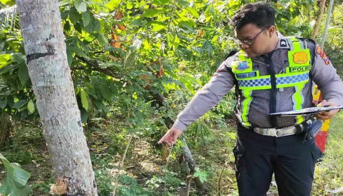Hilang Konsentrasi, Guru Asal Tulungagung Meninggal Usai Motor Terperosok Jurang di Suruh Trenggalek