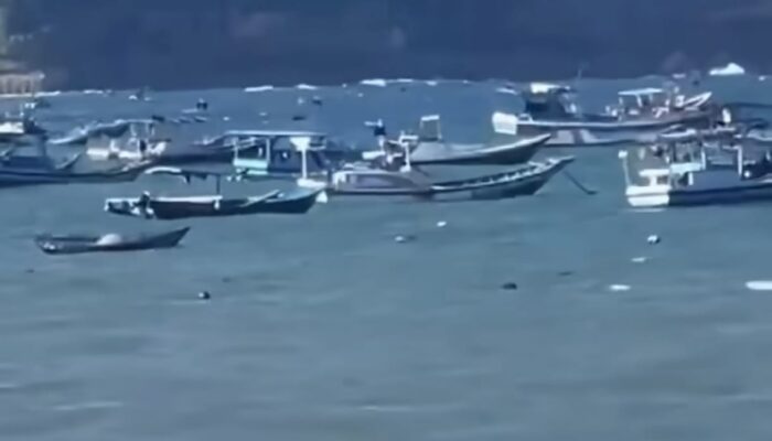 Buaya Muara Muncul di Pantai Sine Tulungagung, Wisatawan Diimbau Waspada
