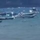 Buaya Muara Muncul di Pantai Sine Tulungagung, Wisatawan Diimbau Waspada