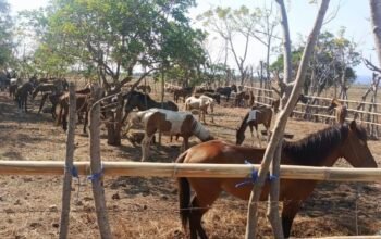 Polres Sumba Tengah Luruskan Informasi 104 Ekor Kuda di Mamboro: Belum Ada Indikasi Penyelundupan, Masih Penyelidikan