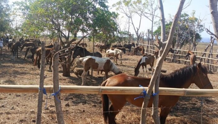 Polres Sumba Tengah Luruskan Informasi 104 Ekor Kuda di Mamboro: Belum Ada Indikasi Penyelundupan, Masih Penyelidikan
