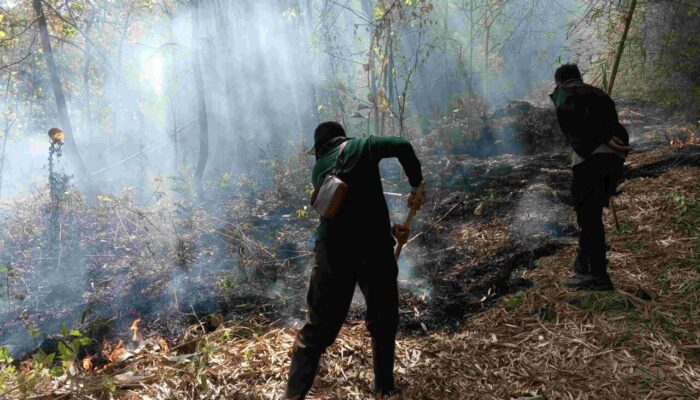 Kebakaran Seluas 3 Hektare Melanda Gunung Budheg Tulungagung, Satwa Dilindungi Terancam