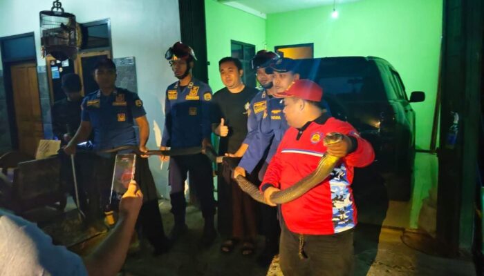 Teror King Cobra 3,5 Meter di Garasi Watulimo: Puncak Kemarau Paksa Predator Hutan Turun Gunung