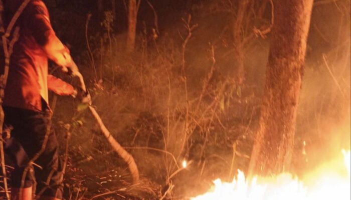 Kebakaran Lahan Jati di Kaulon Blitar, BPBD Ingatkan Potensi Api Musim Kering