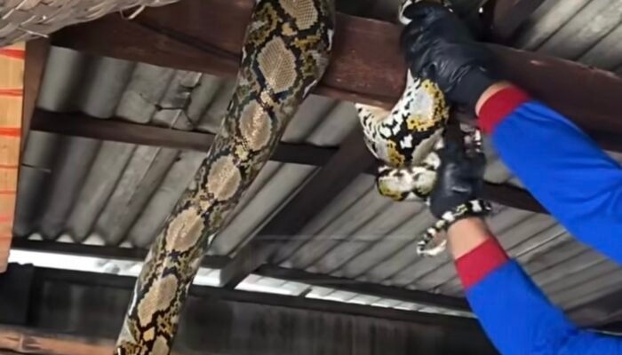 Ular Piton Berukuran Besar di Usuk Pawon Warga Desa Tapan Dievakuasi Damkar Tulungagung
