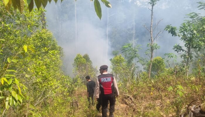 Hutan Pine dan Cengkeh di Dongko Trenggalek Terbakar! Petugas Berjibaku Tembus Medan Curam