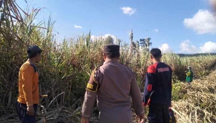 Gara-gara Bakar Kotoran Pakai Daun Kering, Lahan Tebu 1.000 Ru di Tulungagung Ludes Terbakar