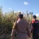 Gara-gara Bakar Kotoran Pakai Daun Kering, Lahan Tebu 1.000 Ru di Tulungagung Ludes Terbakar