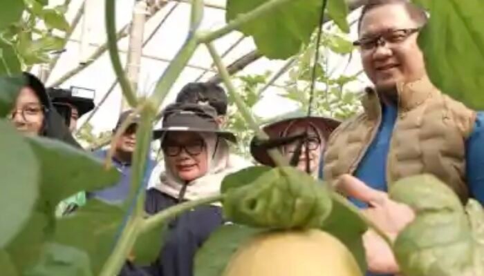 Panen Perdana Melon NFT Autogrow, SMKN 1 Tulungagung Buktikan Pertanian Vokasi Berbasis Teknologi