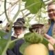 Panen Perdana Melon NFT Autogrow, SMKN 1 Tulungagung Buktikan Pertanian Vokasi Berbasis Teknologi