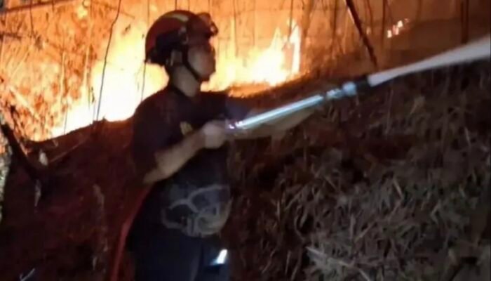 Kebakaran Hutan Jati di Kauman Tulungagung Capai 10 Hektare, Api Sempat Dekati Pemukiman