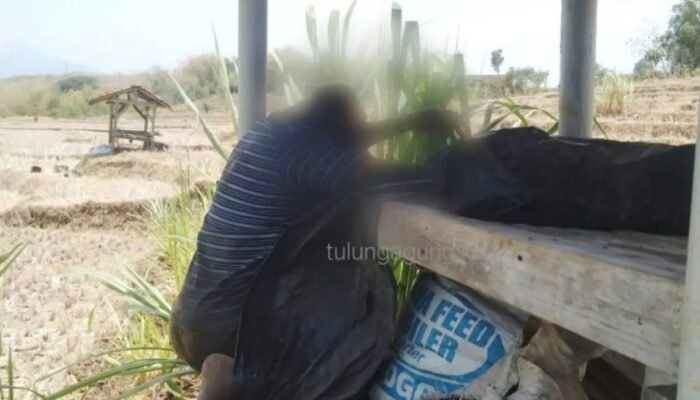 Pria Tanpa Identitas Ditemukan Meninggal Dalam Posisi Duduk di Gubuk Sawah Desa Banaran Tulungagung