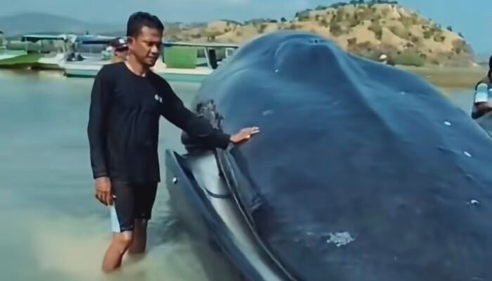 Paus Biru 25 Meter Terdampar Hidup-Hidup di Pulau Kalong Ngada, Warga dan Tim Gabungan Berupaya Evakuasi