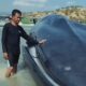 Paus Biru 25 Meter Terdampar Hidup-Hidup di Pulau Kalong Ngada, Warga dan Tim Gabungan Berupaya Evakuasi